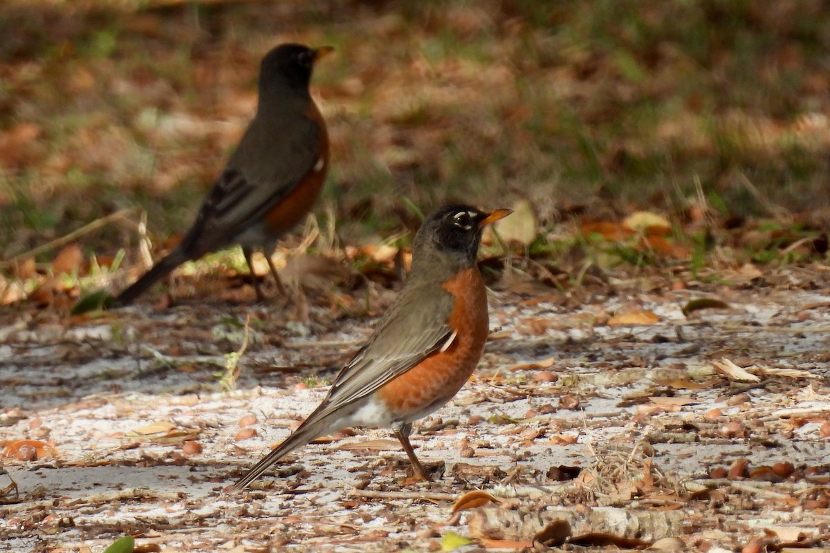American Robin - ML632618101