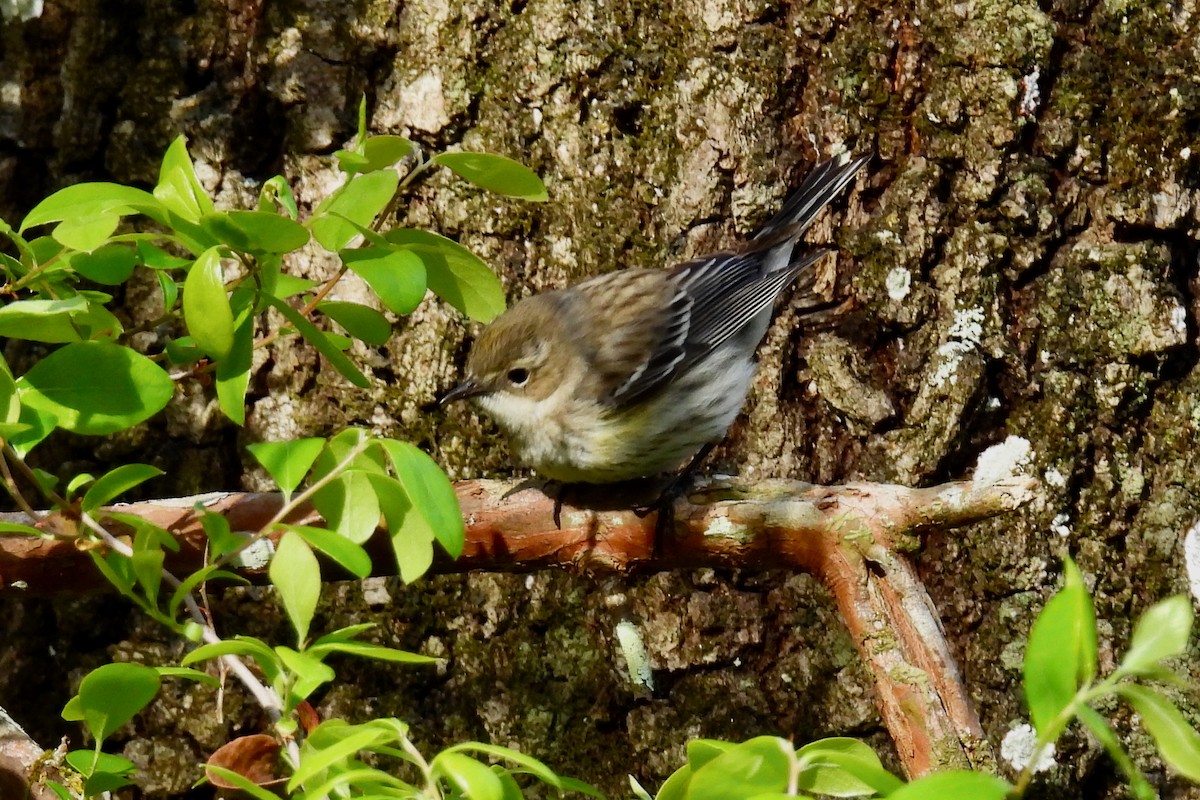 Yellow-rumped Warbler - ML632618128