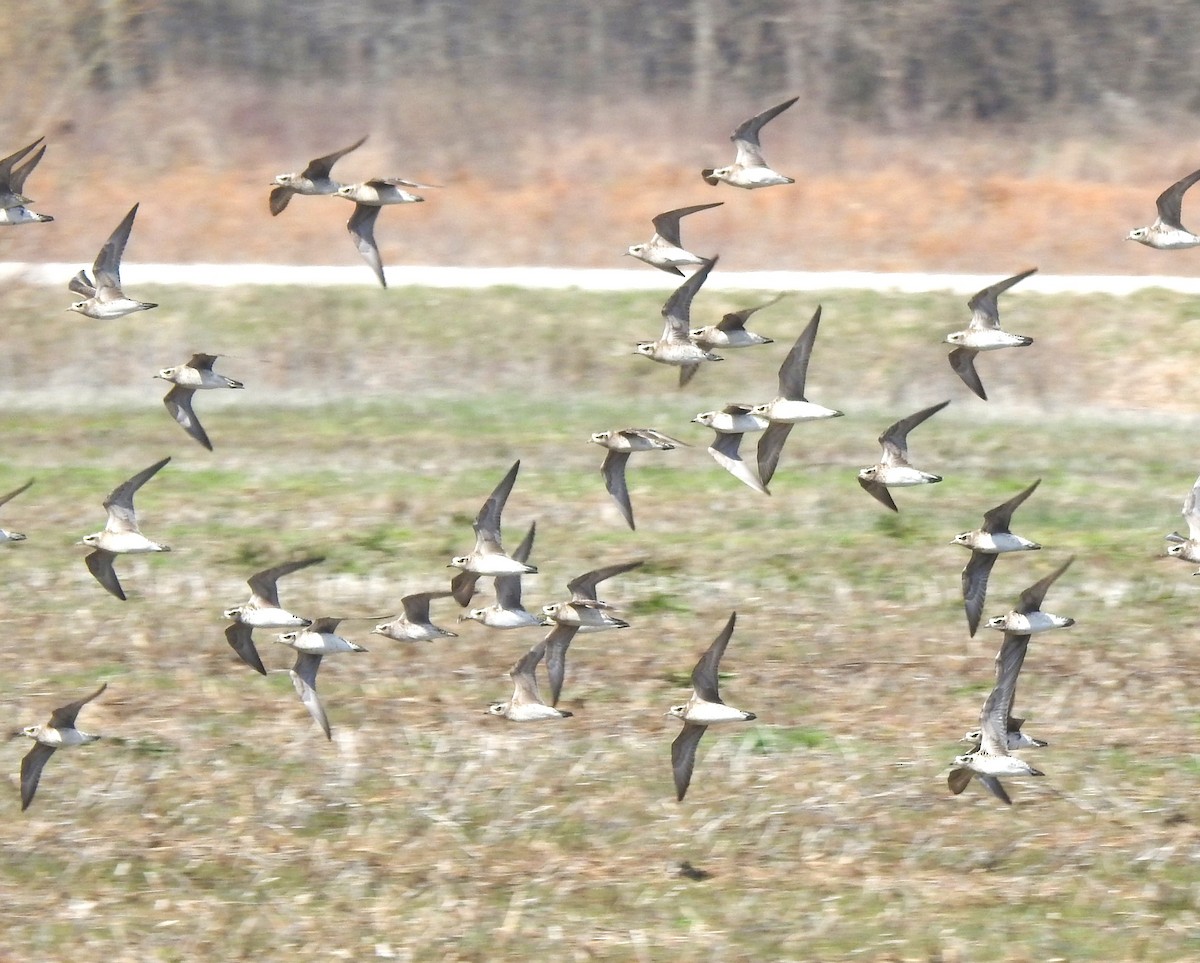 American Golden-Plover - ML632618267
