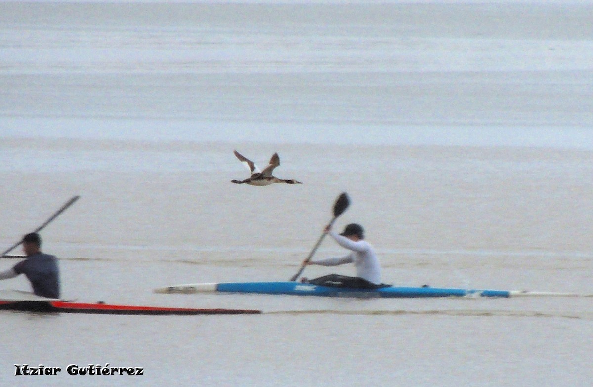 Great Crested Grebe - ML632618269