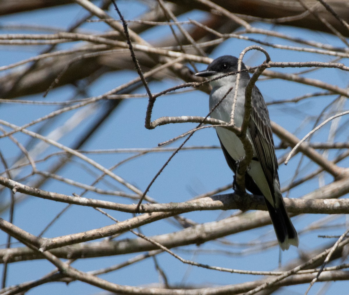 Eastern Kingbird - ML632618288