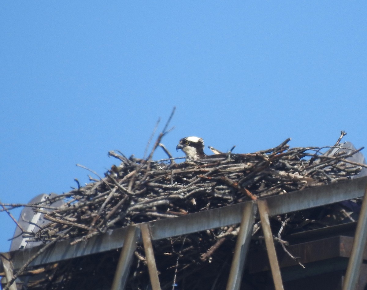 Osprey - ML632618290