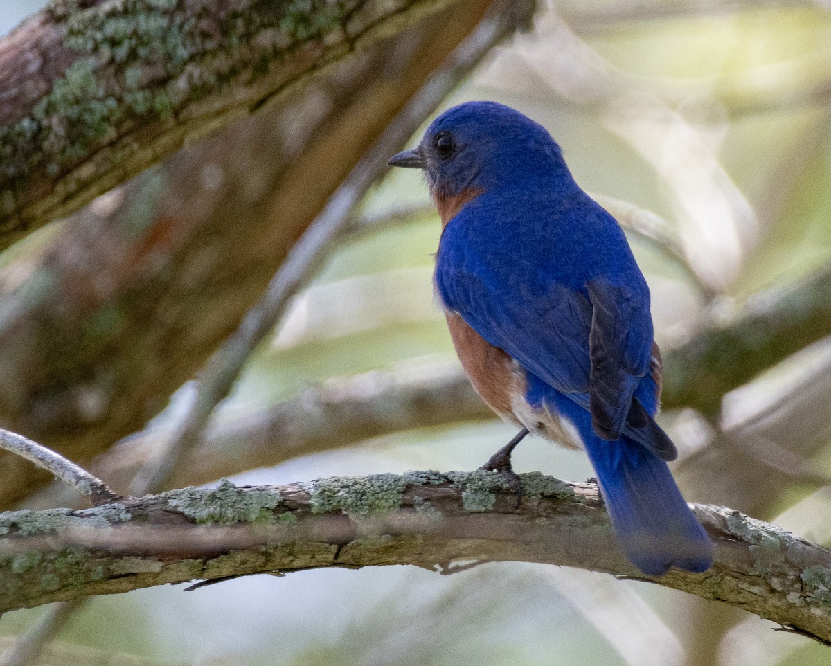 Eastern Bluebird - ML632618300