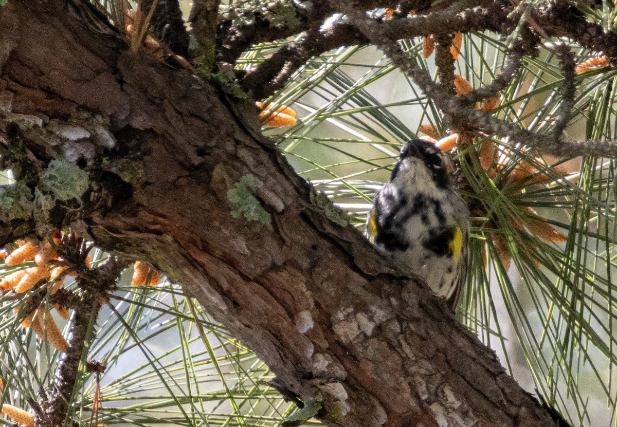 Yellow-rumped Warbler - ML632618309