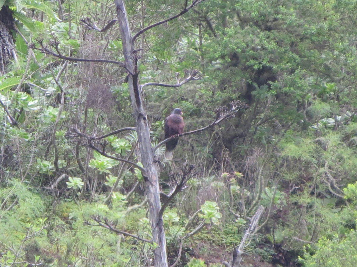 Laurel Pigeon - ML632618386