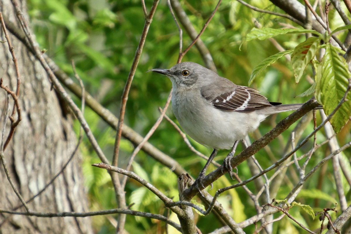 Northern Mockingbird - ML632618415