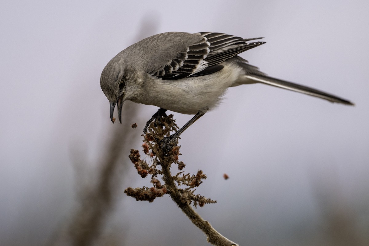 Northern Mockingbird - ML632618642