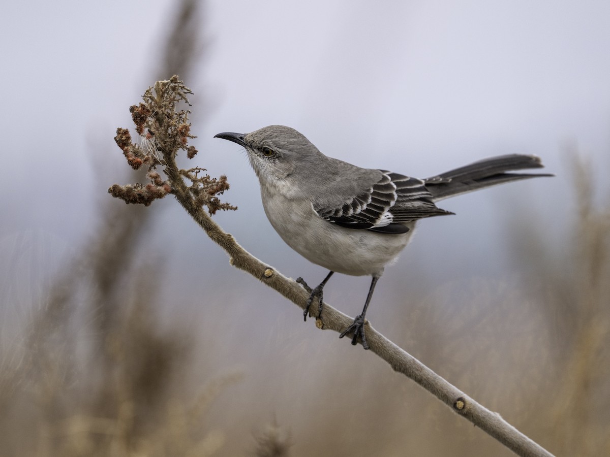 Northern Mockingbird - ML632618643