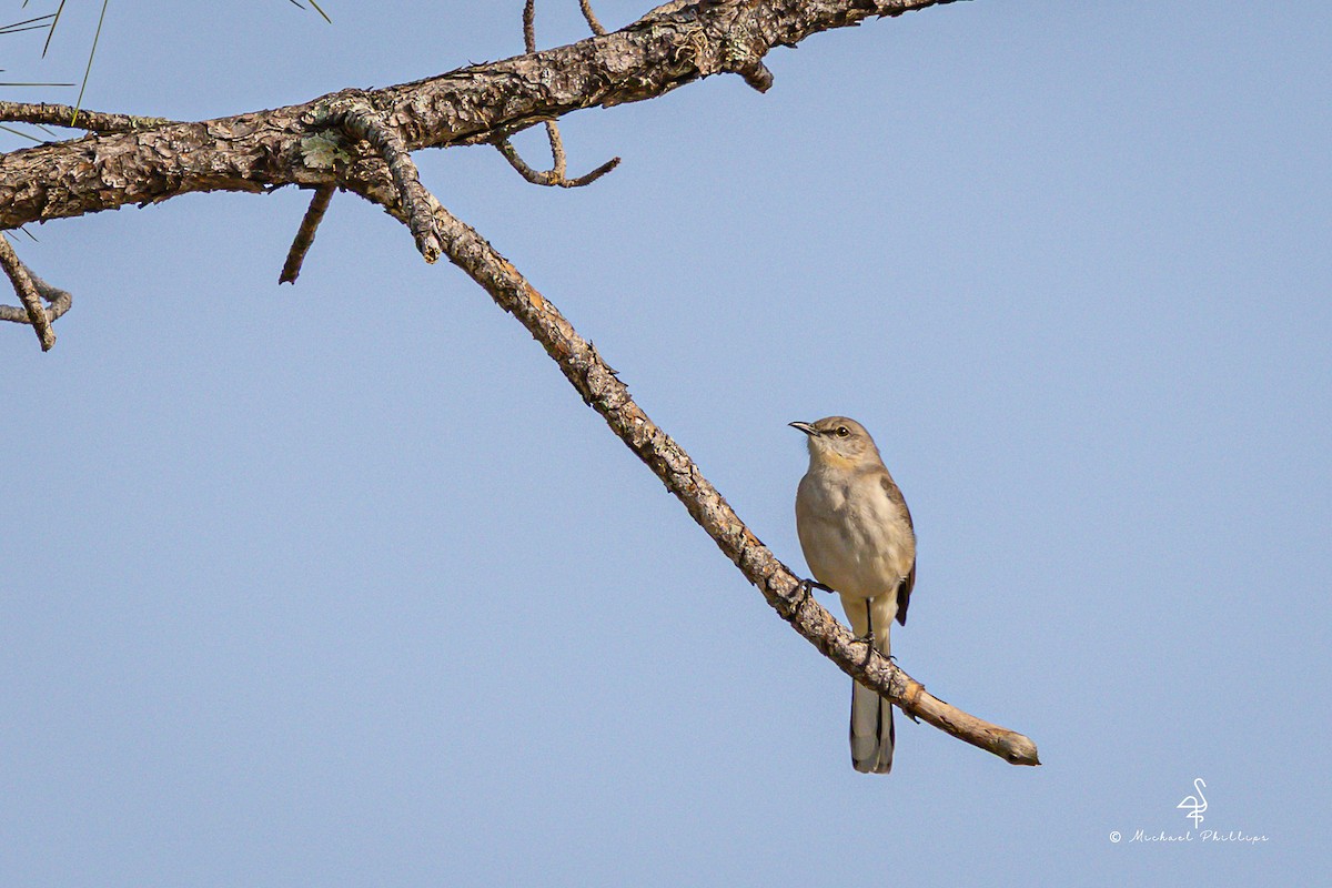 Northern Mockingbird - ML632618678
