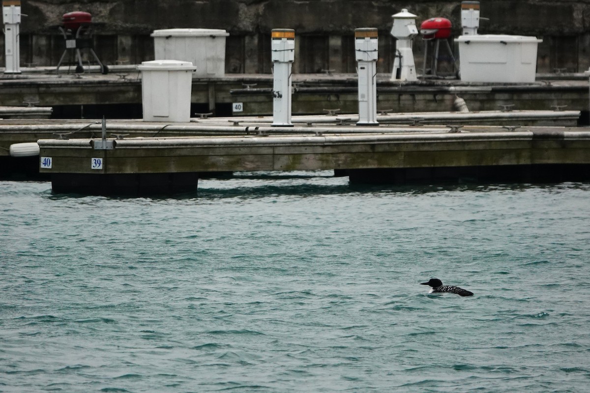 Common Loon - ML632618689