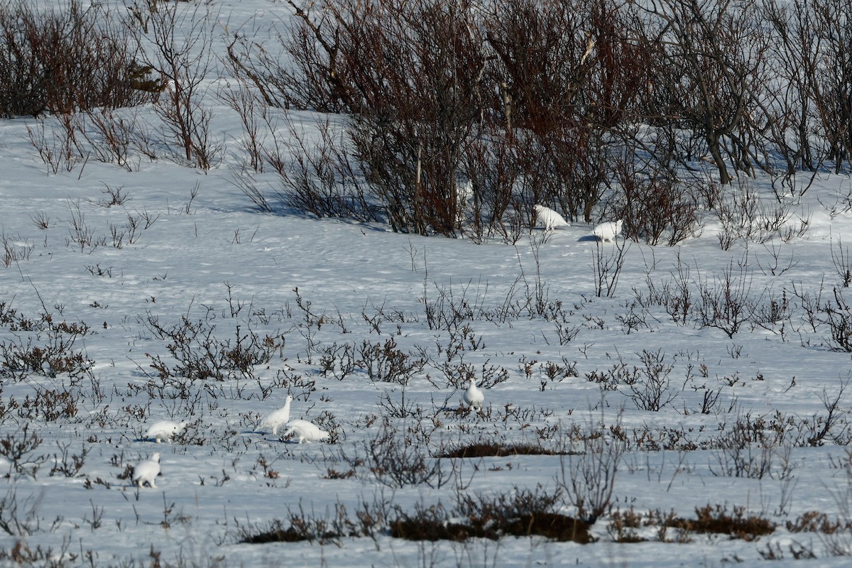 Цагаан ахууна - ML632618691