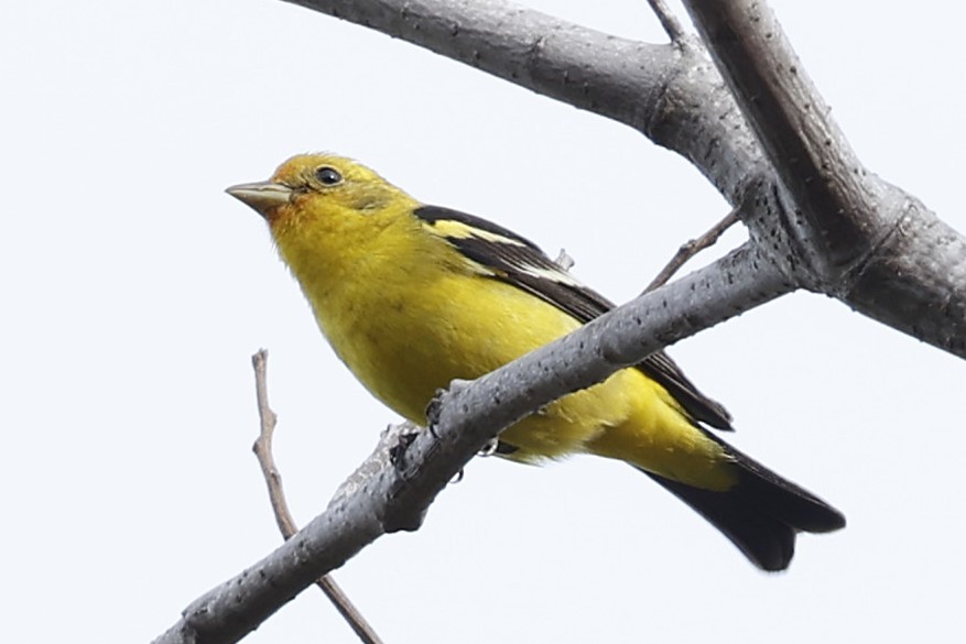 Western Tanager - ML632618804