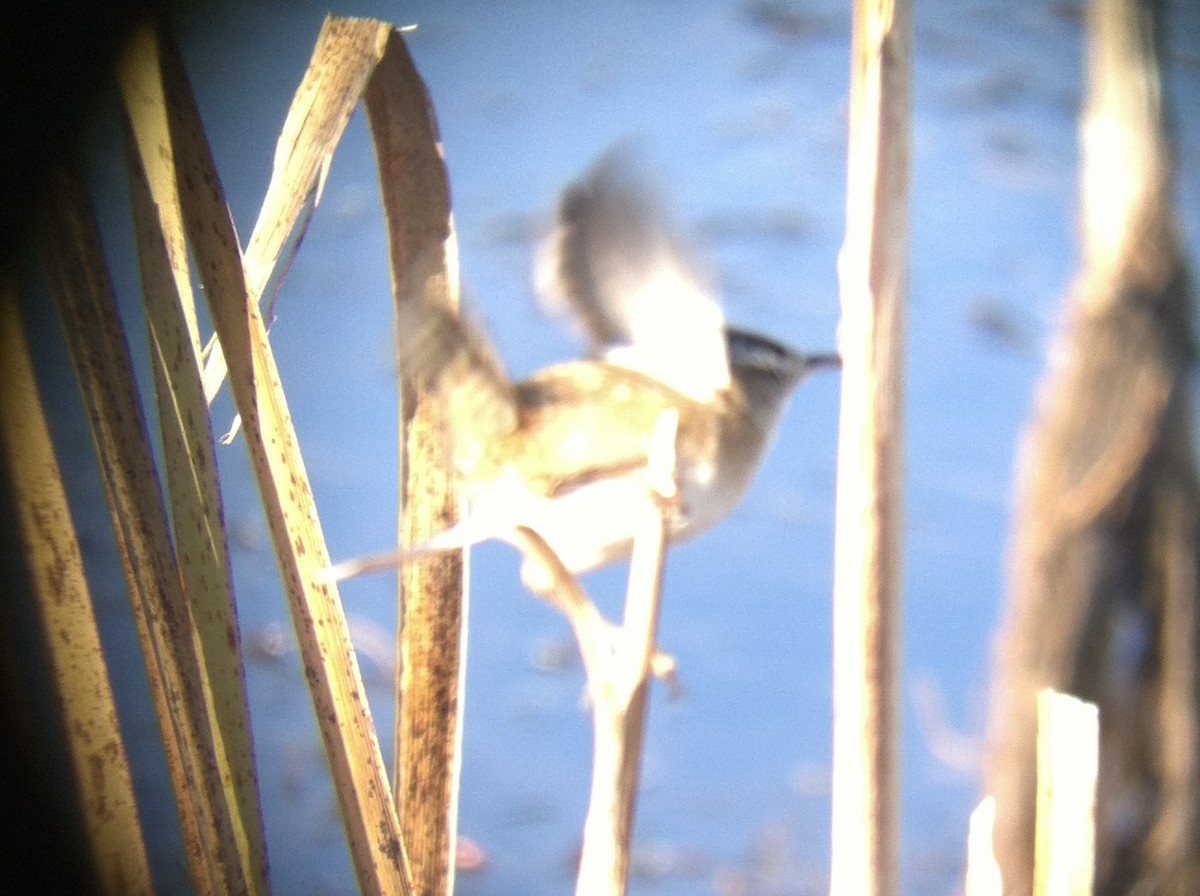 Marsh Wren - ML632618873