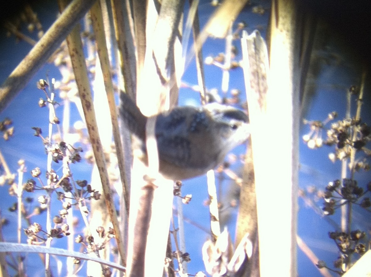 Marsh Wren - ML632618874