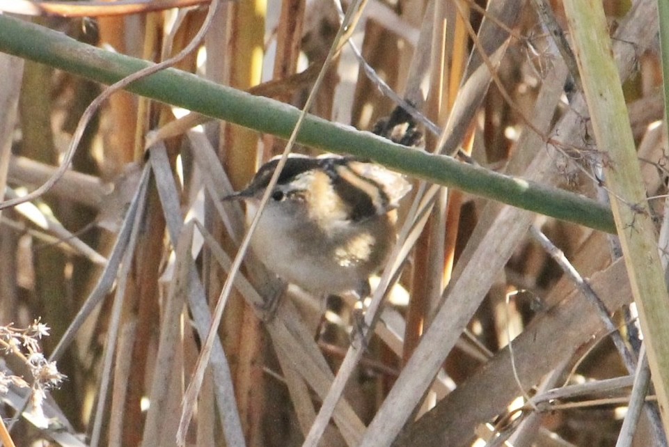 Marsh Wren - ML632618879