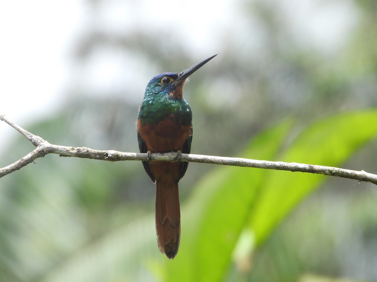 Coppery-chested Jacamar - ML632618900