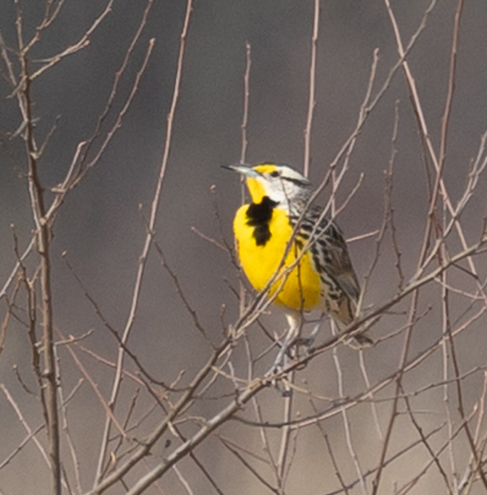 Eastern Meadowlark - ML632618935