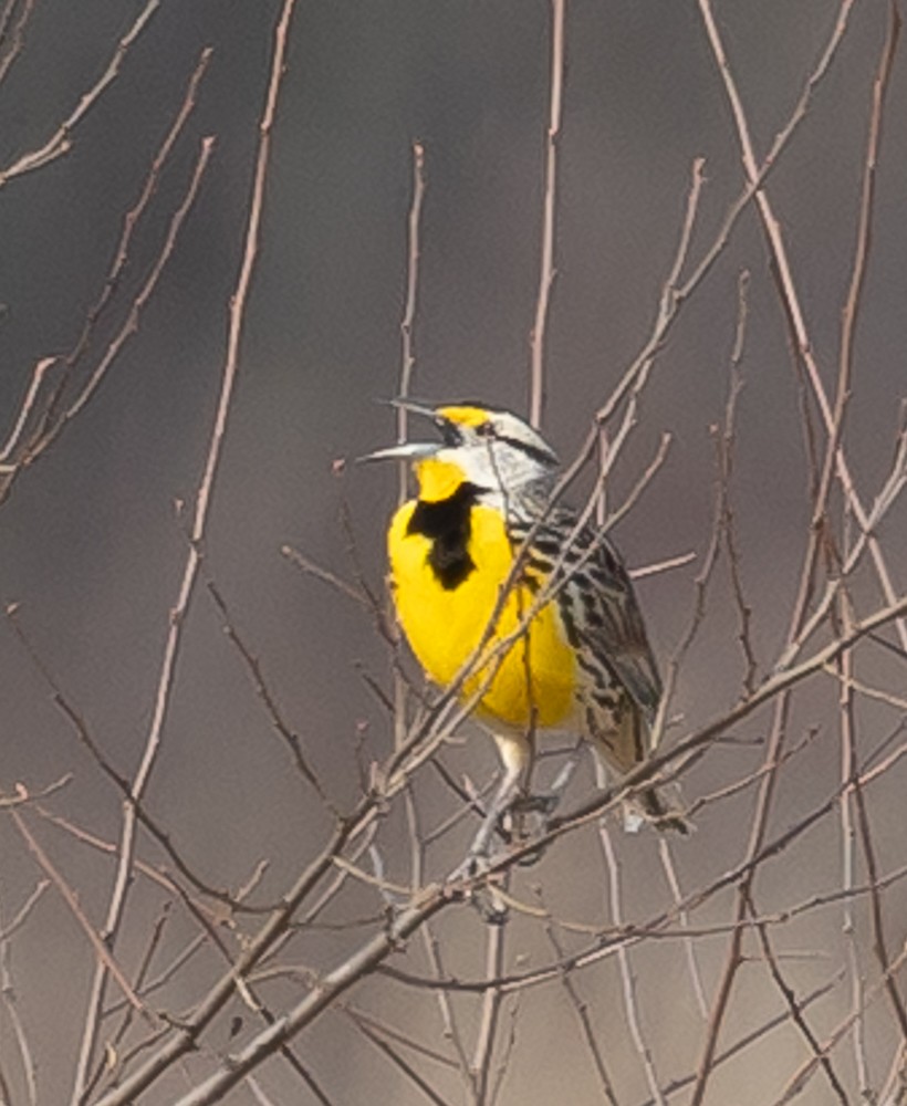 Eastern Meadowlark - ML632618936