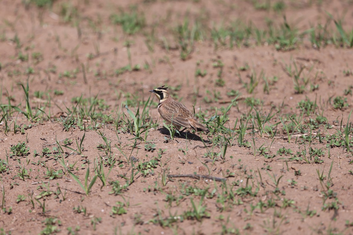 Horned Lark - ML632618949