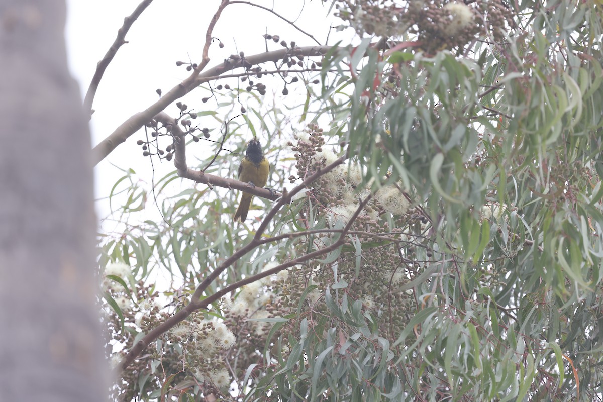 Scott's Oriole - ML632618959