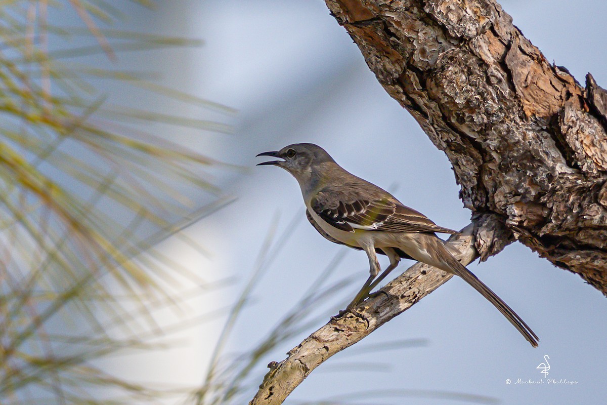 Northern Mockingbird - ML632619027