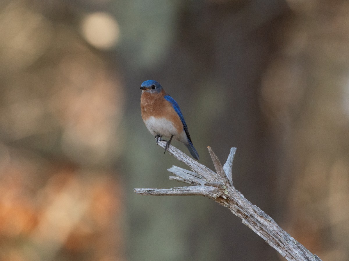 Eastern Bluebird - ML632619181