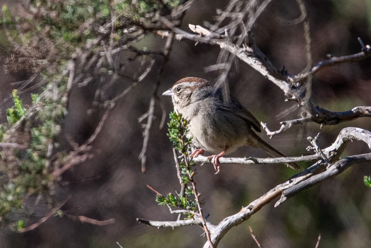 Rufous-crowned Sparrow - ML632619281