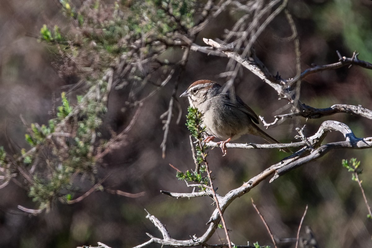 Rufous-crowned Sparrow - ML632619282