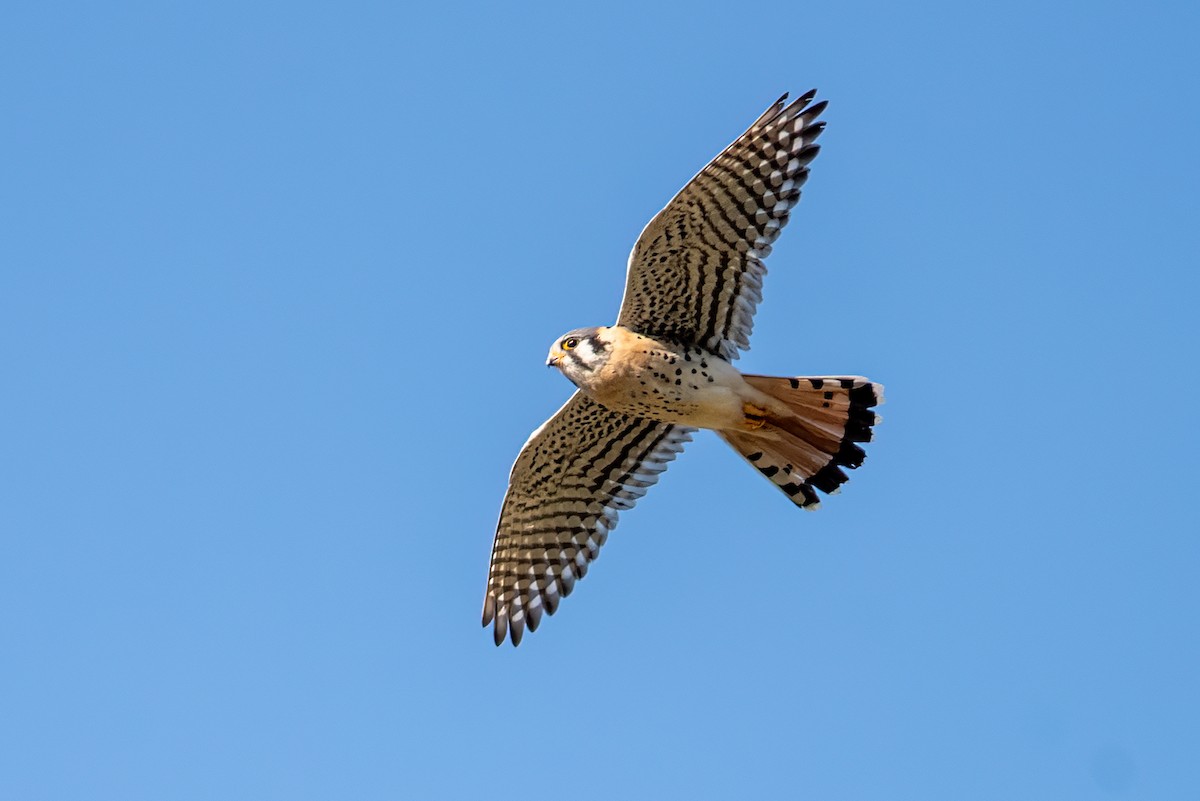 American Kestrel - ML632619304