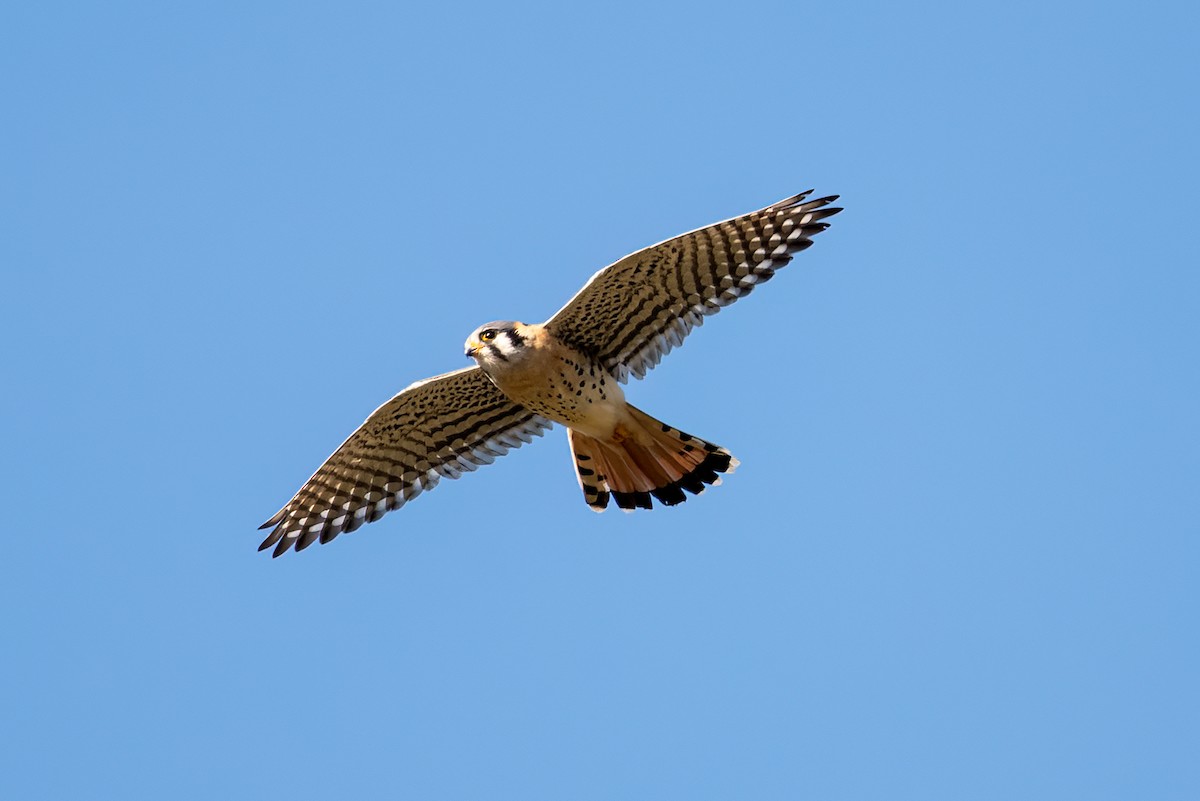 American Kestrel - ML632619306