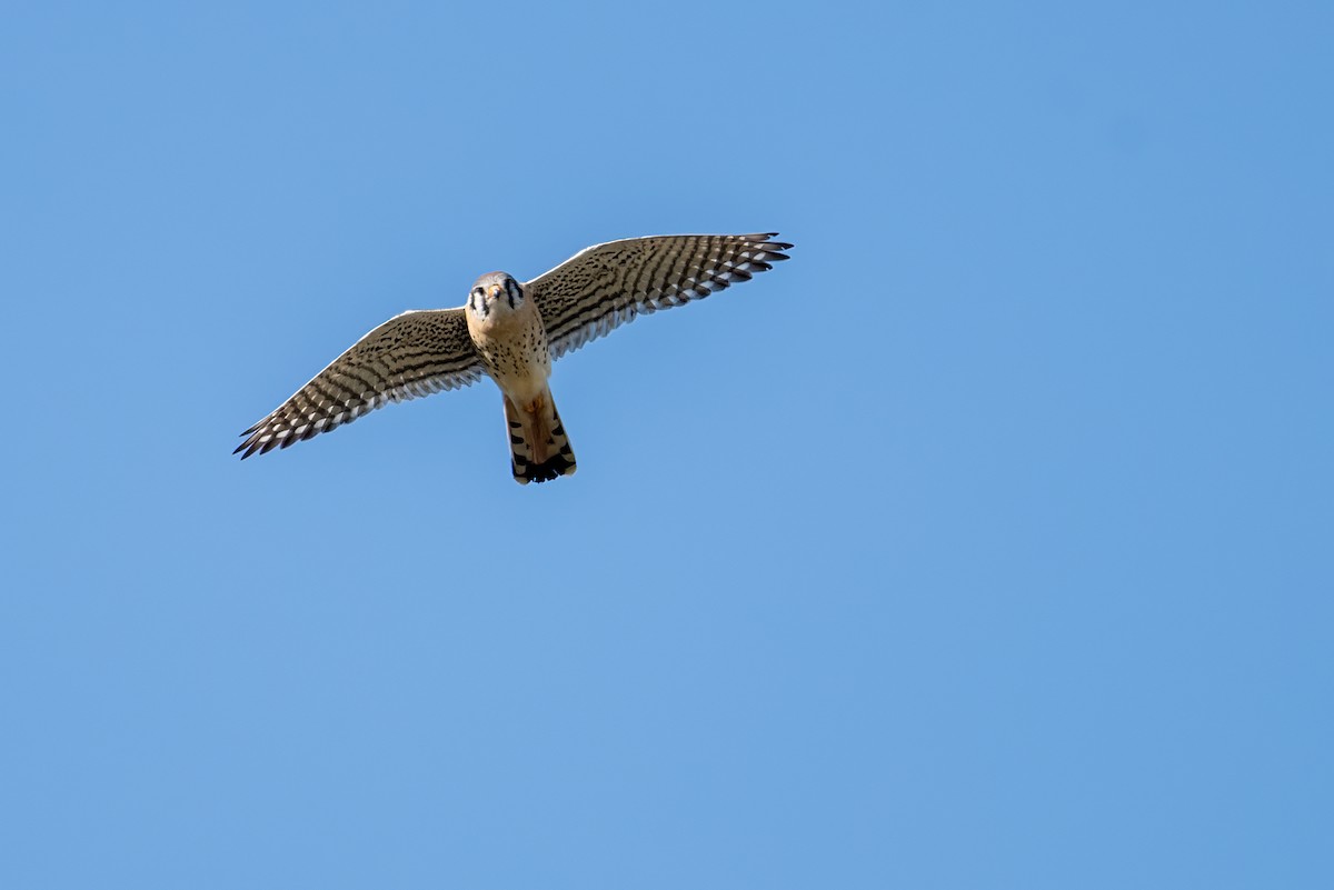 American Kestrel - ML632619307