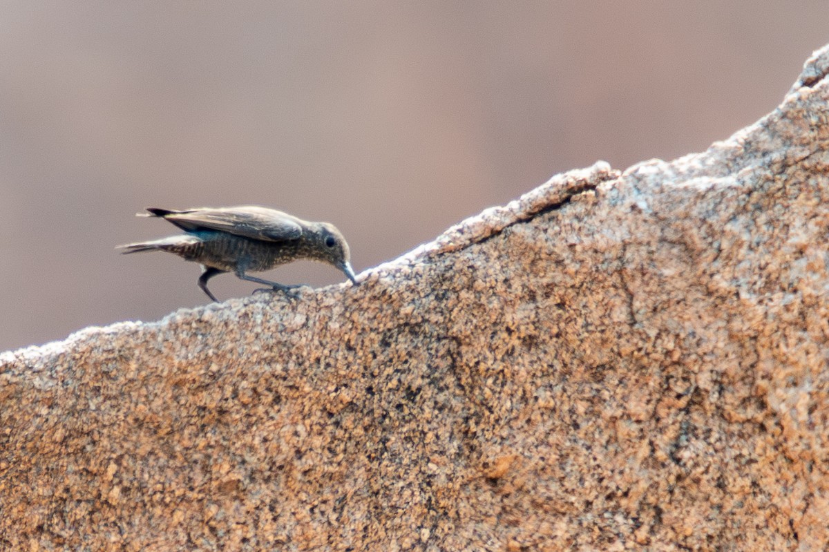 Blue Rock-Thrush - ML632619329