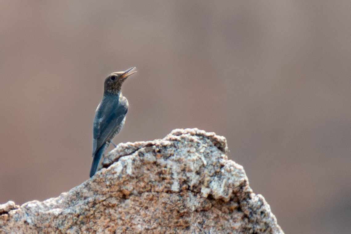 Blue Rock-Thrush - ML632619330