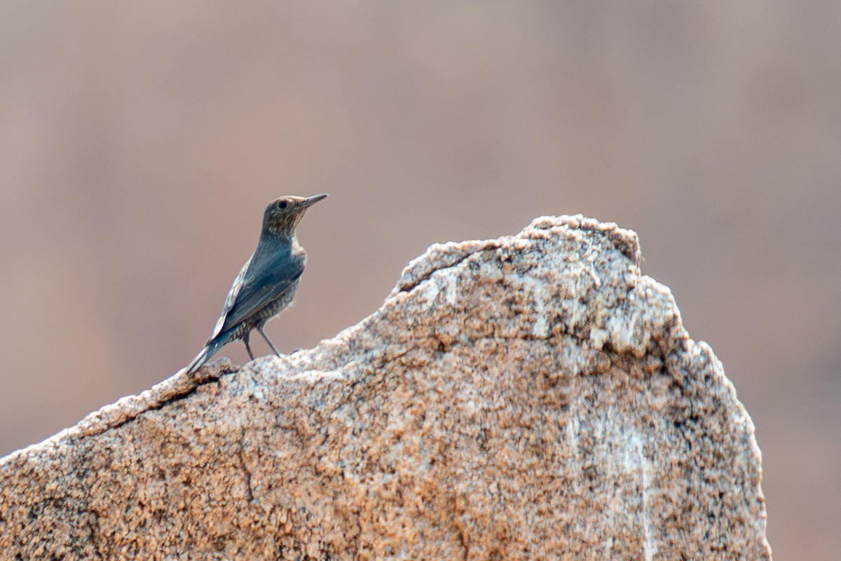 Blue Rock-Thrush - ML632619331
