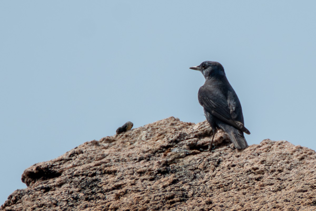 Blue Rock-Thrush - ML632619333