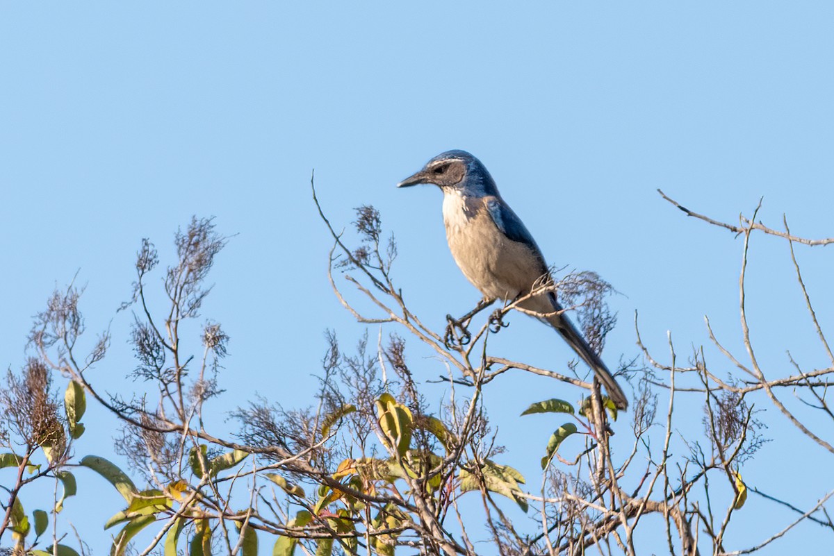 California Scrub-Jay - ML632619334