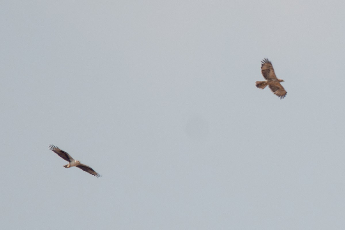 Bonelli's Eagle - ML632619396