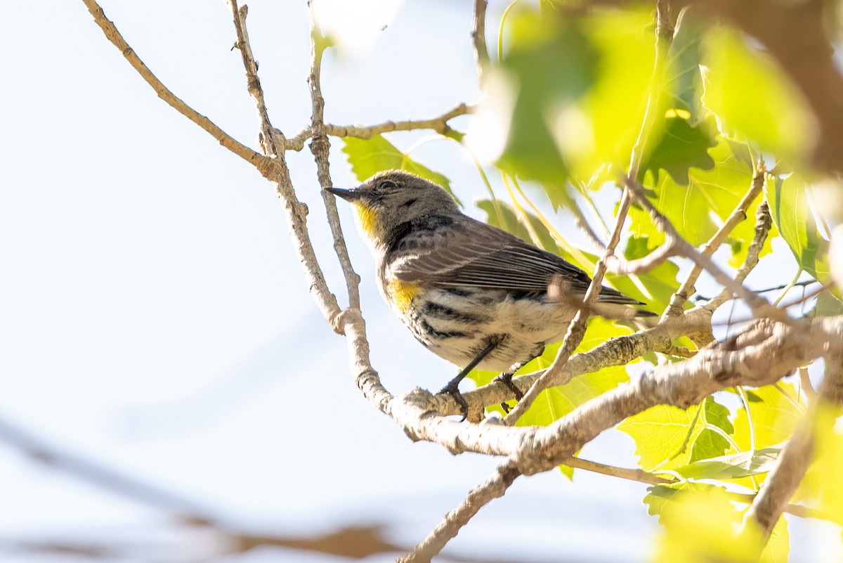 Yellow-rumped Warbler - ML632619424