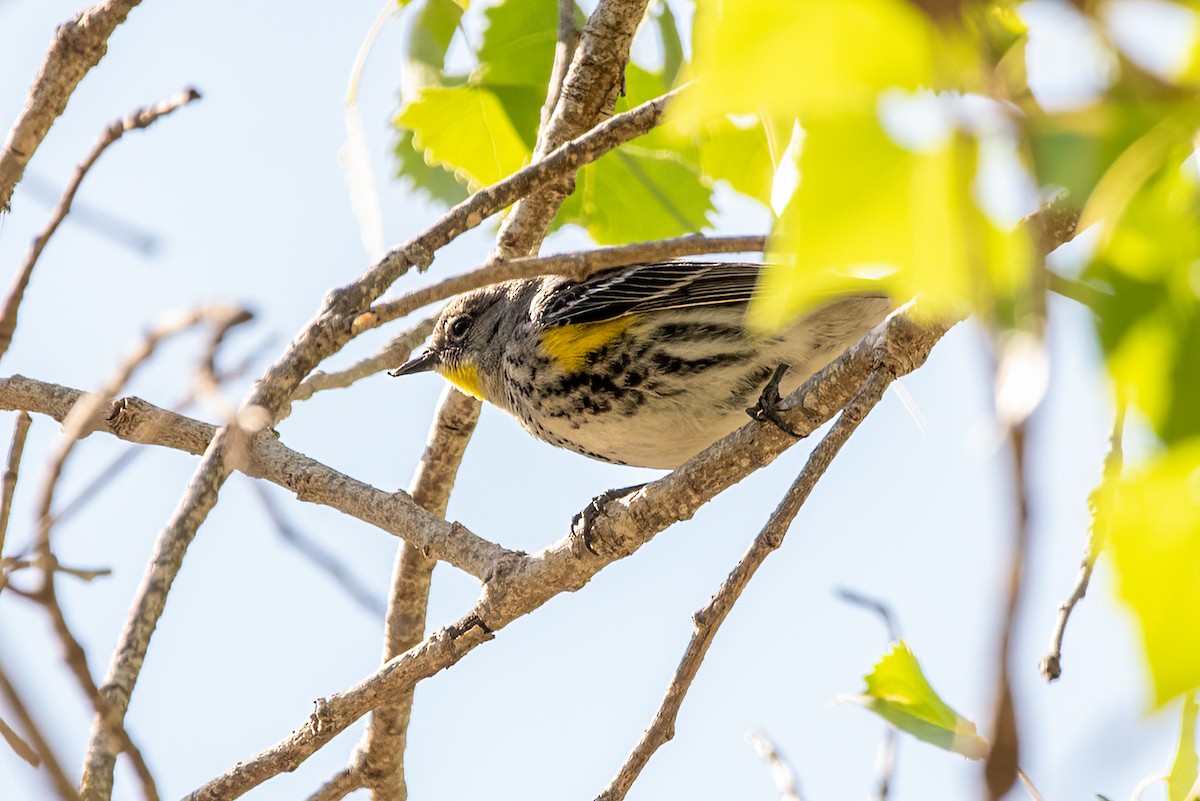Yellow-rumped Warbler - ML632619425