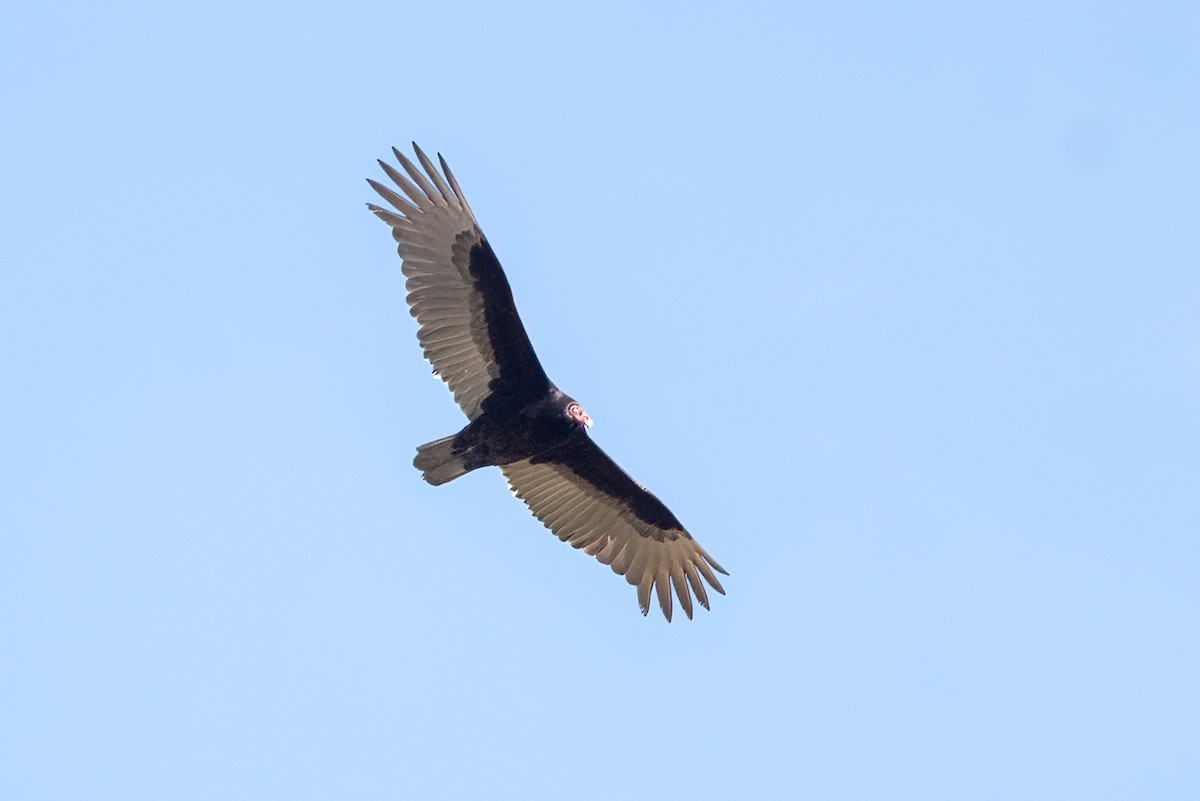 Turkey Vulture - ML632619441