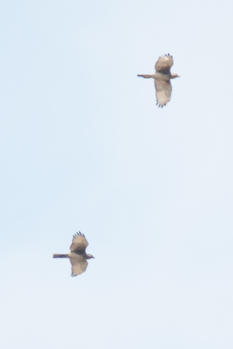 White-eyed Buzzard - ML632619471