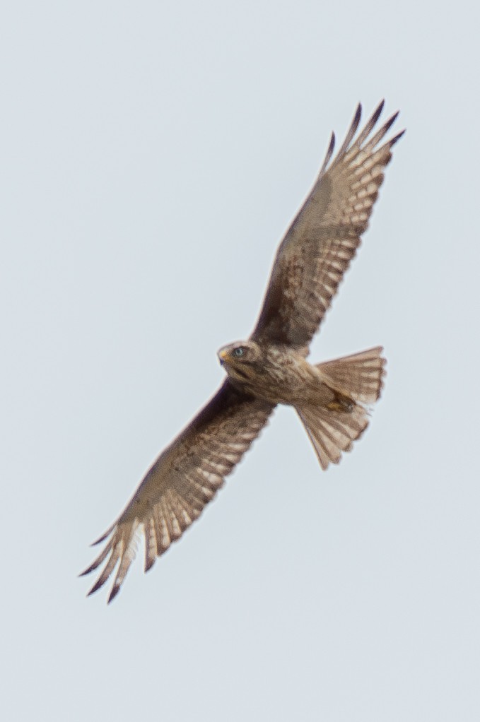 White-eyed Buzzard - ML632619472