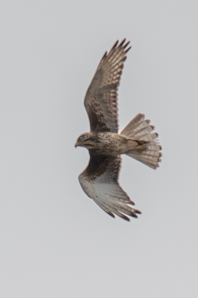 White-eyed Buzzard - ML632619474