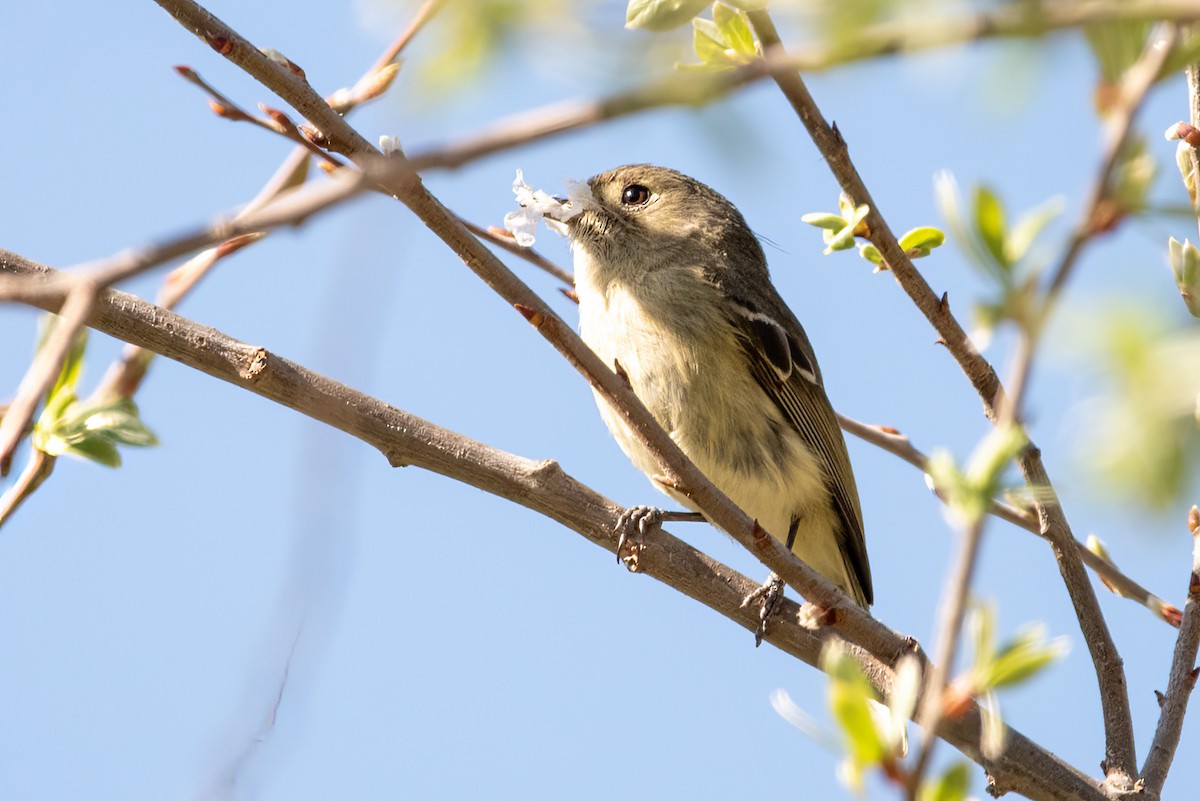 Hutton's Vireo - ML632619476