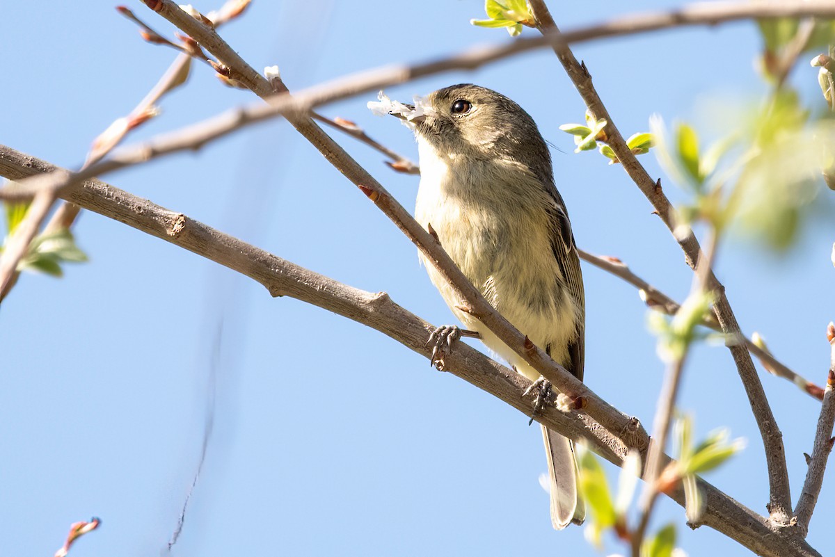 Hutton's Vireo - ML632619477