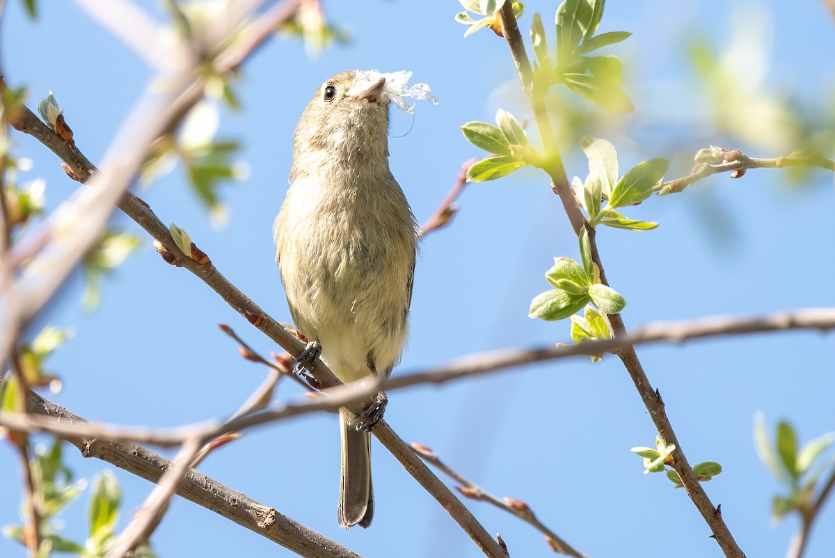 Hutton's Vireo - ML632619479