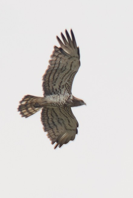 Short-toed Snake-Eagle - ML632619487