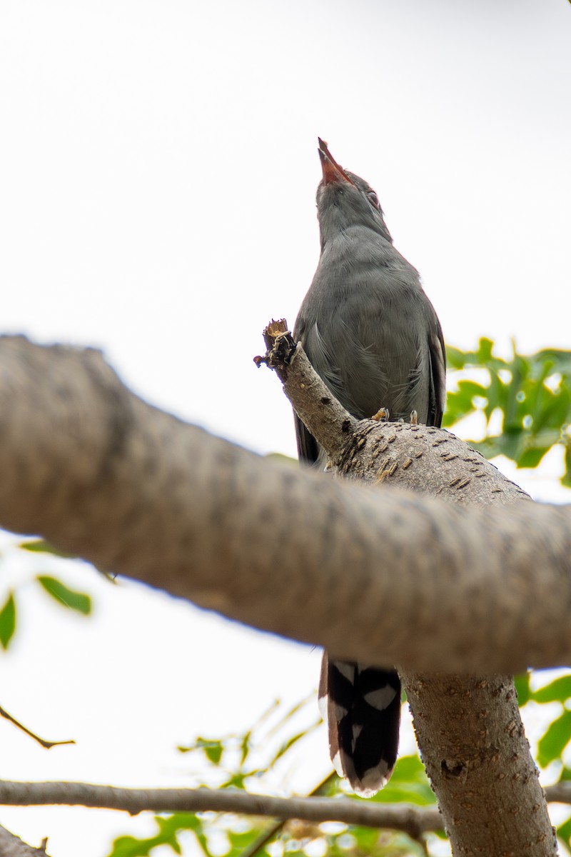 Gray-bellied Cuckoo - ML632619510