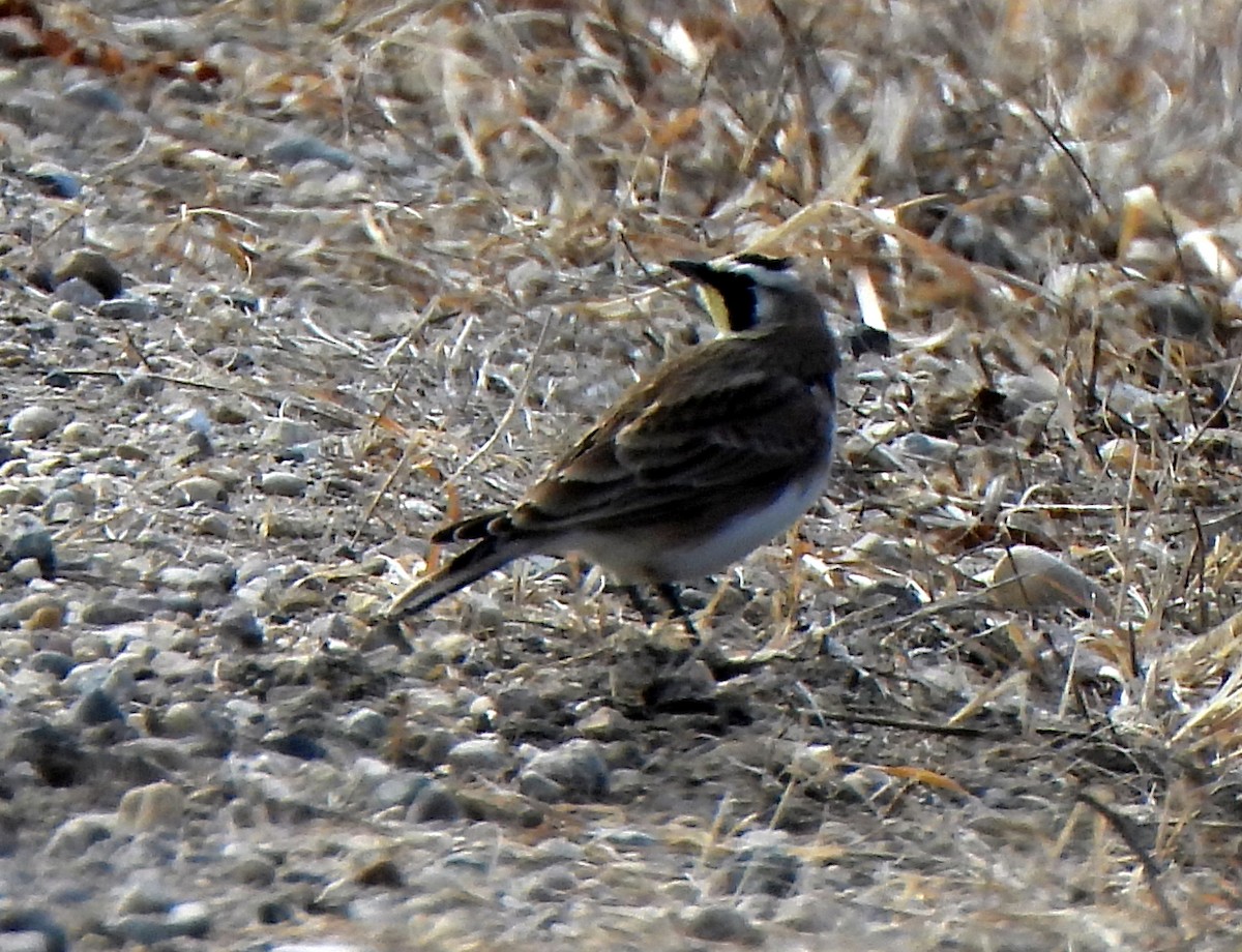Horned Lark - ML632619582