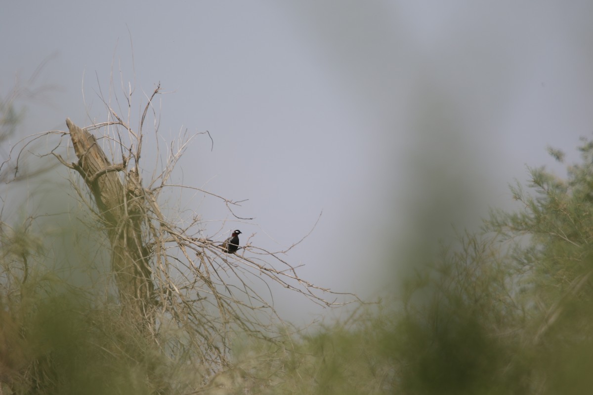Black Francolin - ML632619592